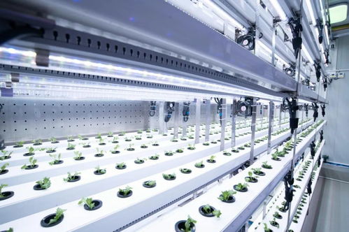 新農人的求索 既要種菜，也要種錢——信息科技賦能現(xiàn)代農業(yè)新路徑